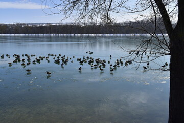 ducks on a lake on a clear day in March