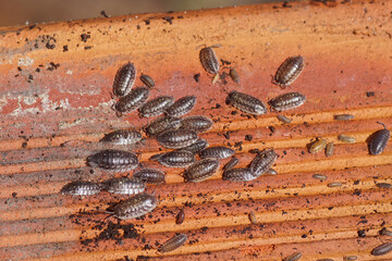 Common woodlice (Oniscus asellus), family Oniscidae. On the underside of a red roof tile on the ground in a Dutch garden. Netherlands, Spring, May 