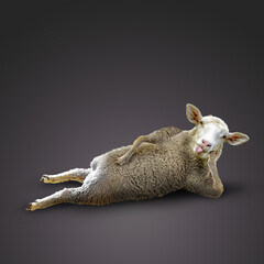 sheep and lamb, lamb lying down
