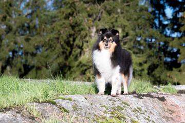 Stunning nice fluffy sable white shetland sheepdog, sheltie on the rock covered with moss on a...