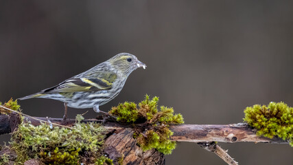 Erlenzeisig, gelb, ast, natur, wild lebende tiere, baum, wild, tier, singvogel