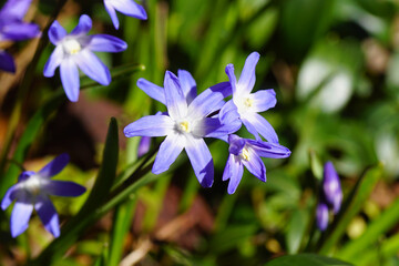 Flowering Glory of the Snow (Chionodoxa luciliae), subfamily Scilloideae, family Asparagaceae. Faded green garden in the background. Spring, March, Netherlands.