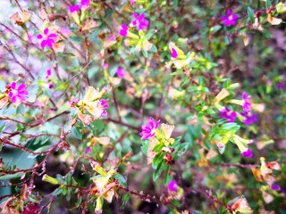 purple babysbreath flower blooming in wild field