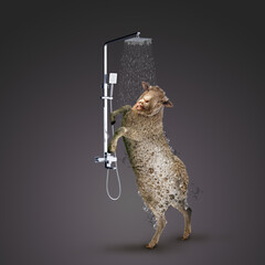 bath sheep, 