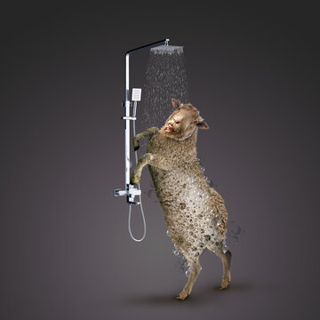 bath sheep, 