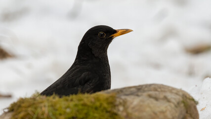 bird, natur, amsel, black, tier, wild lebende tiere, schnabel, gras,
