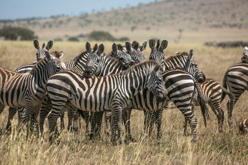 Zebra harem standing together in Serengeti National Park of Tanzania