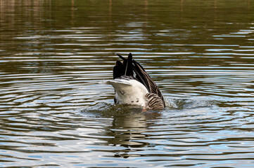 Bottoms up as greylag goose, anser anser, preens feathers