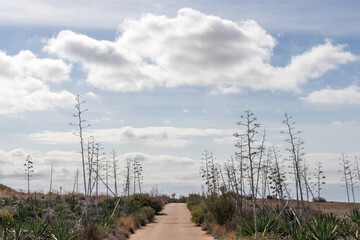Agaves field Andalusia Spain