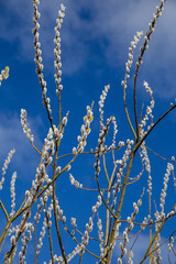Äste  von einer Weide mit Weidenkätzchen/ Blütenkätzchen.