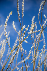 Äste  von einer Weide mit Weidenkätzchen/ Blütenkätzchen.