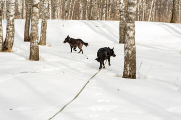 Dogs. A mongrel dog. A shelter for homeless animals. Help for homeless animals. A dog shelter.