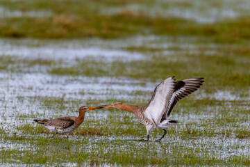 Uferschnepfe verteidigt ihr Territorium auf der Feuchtwiese.