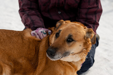 Dog. Mongrel dog and volunteer. A shelter for homeless animals. Help for homeless animals. A dog shelter.