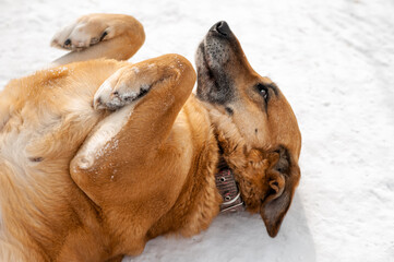 Dogs. A mongrel dog. A shelter for homeless animals. Help for homeless animals. A dog shelter.