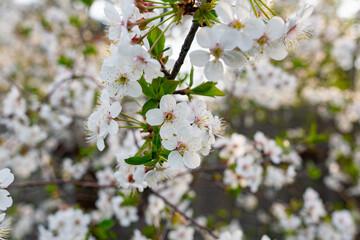 There are many white flowers on the cherry tree. Fluffy delicate petals on thin twigs and green leaves. Spring mood and beautiful nature.