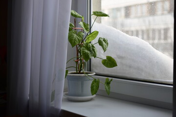 syngonium flower on a windowsill on a winter morning