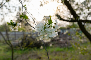 There are many white flowers on the cherry tree. Fluffy delicate petals on thin twigs and green leaves. Spring mood and beautiful nature.