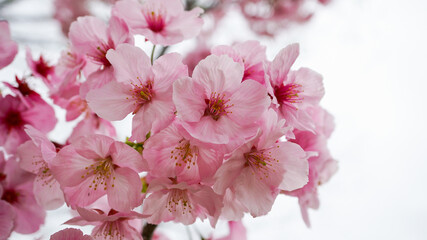公園の桜の花
