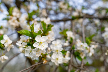 There are many white flowers on the cherry tree. Fluffy delicate petals on thin twigs and green leaves. Spring mood and beautiful nature.