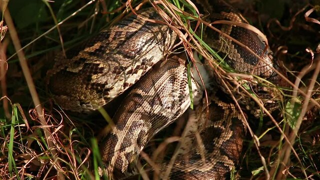 Boa constrictor eats chicken. Close-up of a large spotted python snake in the grass, swallowing its prey. The largest snake, Anaconda in nature. Selective focus