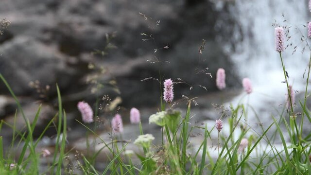 Green meadow on mountain waterfall. Wind stirs purple plantain flowers and grass stalks. Stone cliff and falling stream in background in blur.