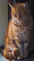 Adorable petit chat roux, assis sagement sur une fenêtre