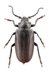 Beetle Prionus coriarius isolated on white