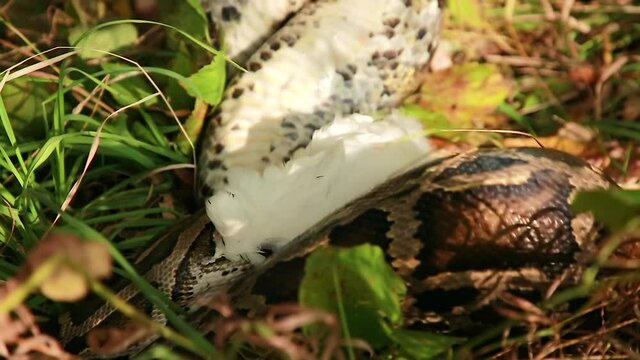 Boa constrictor eats chicken. Close-up of a large spotted python snake in the grass, swallowing its prey. The largest snake, Anaconda in nature
