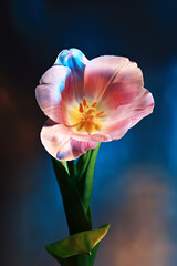 Close-up of pink tulip bud in red and blue light