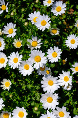 Spring daisies in the meadow. Leucanthemum vulgare. Flowering field