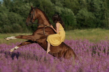 Brown hors on hind legs, beautiful woman with long hair in yellow dress riding bareback a horse in among purple flowers