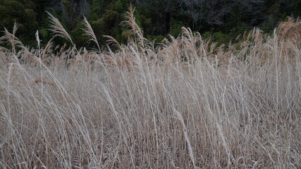 reeds in the wind