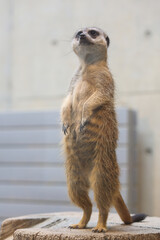 ミーヤキャット