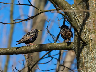 European starling (Sturnus vulgaris) two common  starlings on a branch
