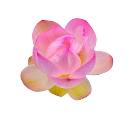 Bright pink lotus flower with stem or pink lotus petal  isolated on white background