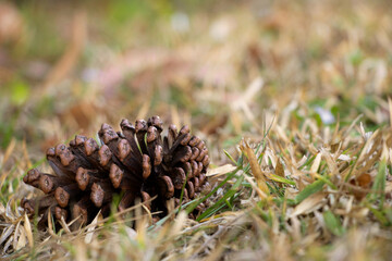 Naklejka na ściany i meble pine cone on the grass