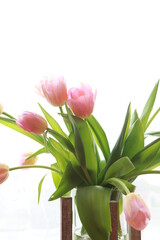 pink tulips in a vase