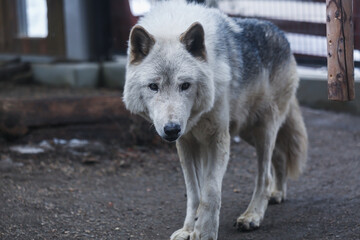 Fototapeta premium 狼，オオカミ