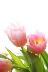 pink tulips