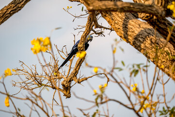 The hyacinth macaw (Anodorhynchus hyacinthinus)