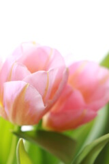 pink tulip