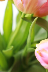 pink tulip on green