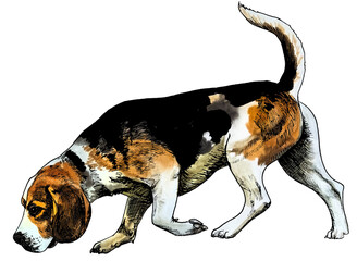  beagle drawn in watercolour and ink - obrazy, fototapety, plakaty