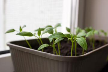 Young pepper seedlings grow in a pot on a windowsill. Vegetable seedlings in pots near a window