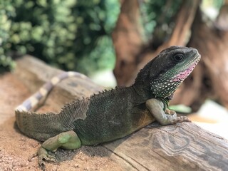 Lézard de profil dans un vivarium