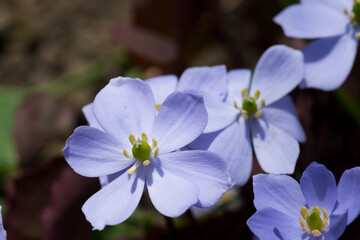 Obraz na płótnie Canvas 春の紫色のかわいい花　タツタソウ 