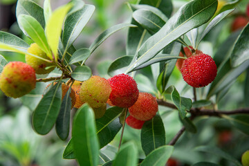 Bayberry about to mature on the tree.