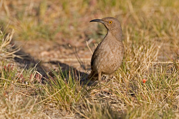 Curve-billed Thrasher, oxostoma curvirostre, observing