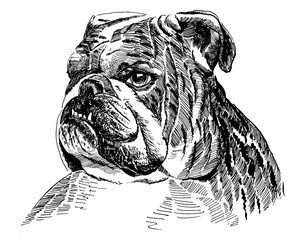 line drawing of english bulldog